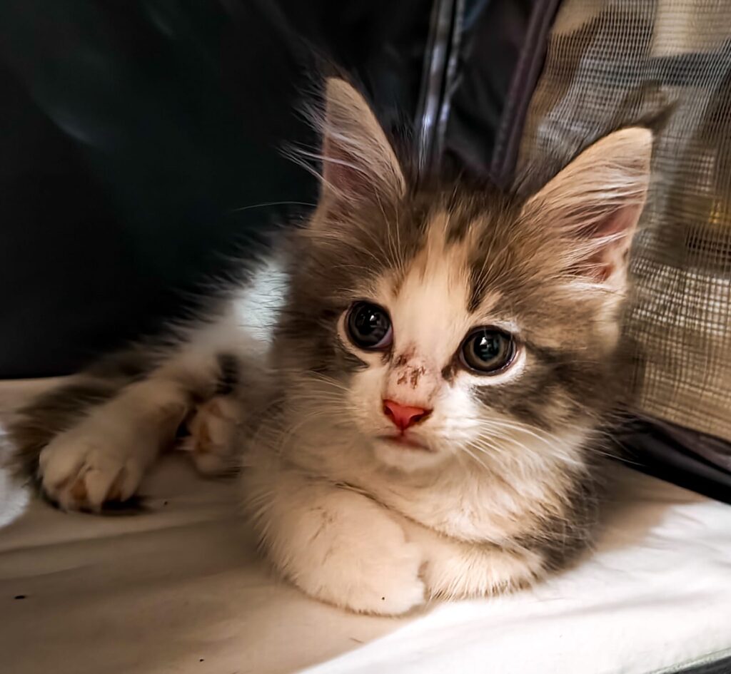 Scrappy the Cat
